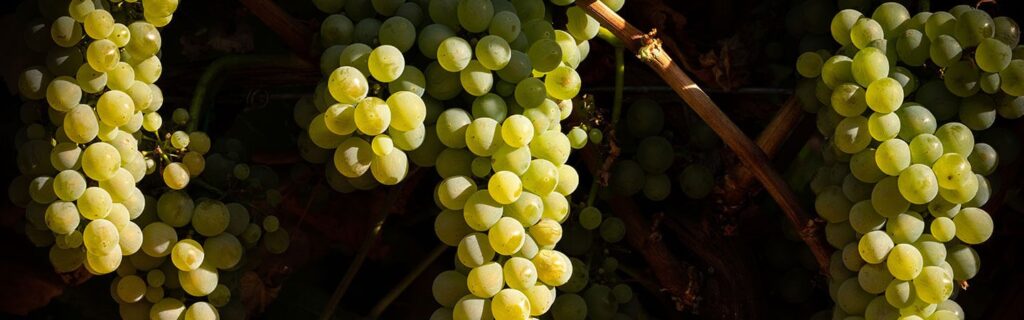 falcon crest vino blanco
