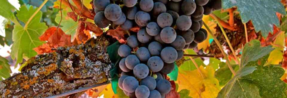 falcon crest wines, vino tinto
